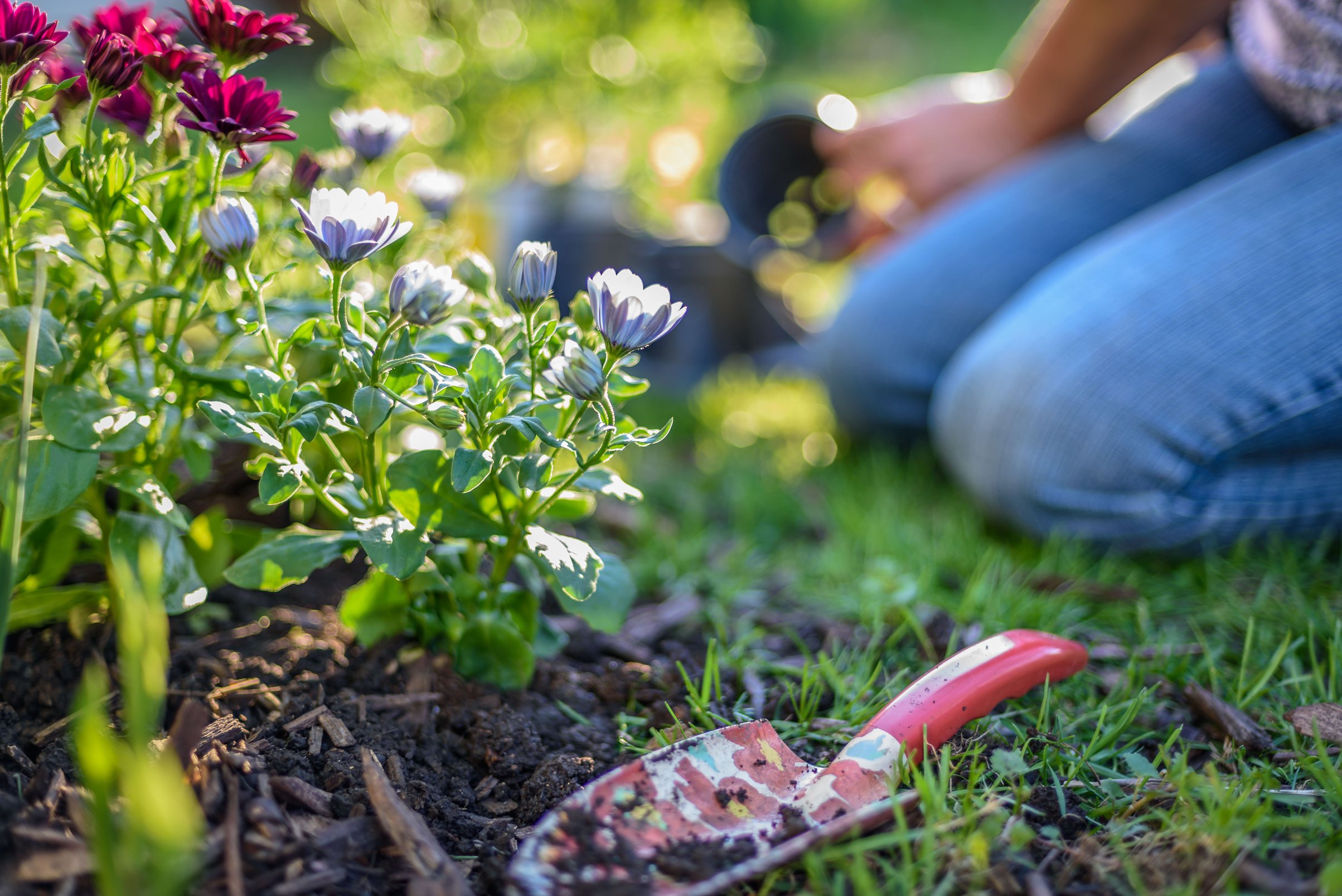 Woman planting spring flowers in yard