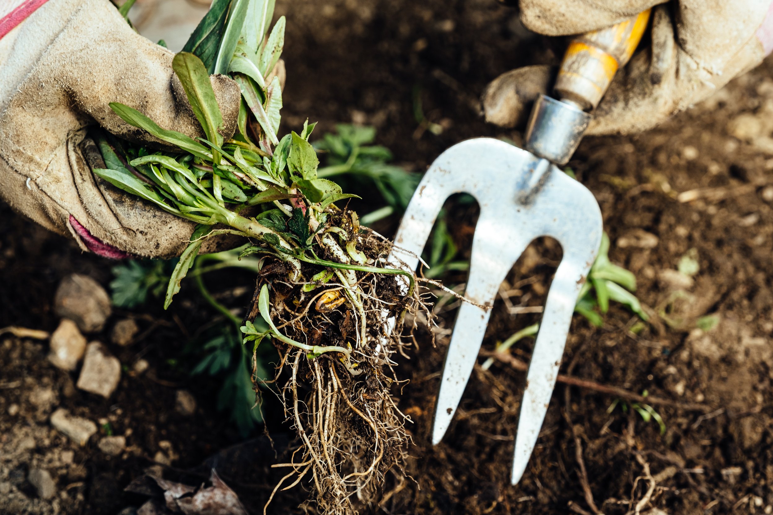 Woman removing weeds from her garden